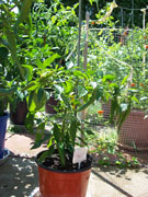 Golden Cayenne