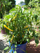 Golden Cayenne