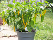 Golden Cayenne