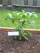 Golden Cayenne