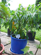 Golden Cayenne