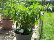 Golden Cayenne