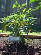 Golden Cayenne