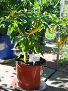 Golden Cayenne