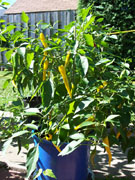 Golden Cayenne