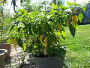 Golden Cayenne