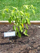 Golden Cayenne