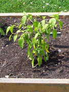 Golden Cayenne