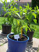 Golden Cayenne