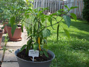 Golden Cayenne