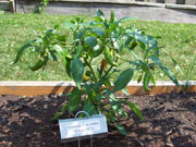 Golden Cayenne