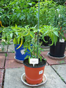 Golden Cayenne