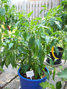 Golden Cayenne
