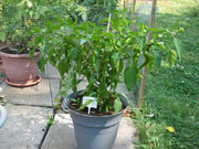 Golden Cayenne