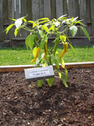Golden Cayenne