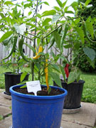 Golden Cayenne