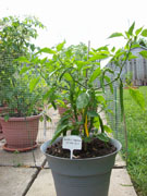Golden Cayenne