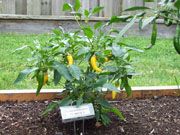 Golden Cayenne