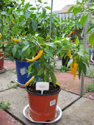Golden Cayenne