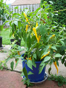 Golden Cayenne