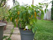 Golden Cayenne