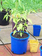 Golden Cayenne