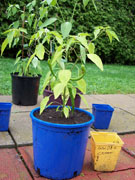 Golden Cayenne