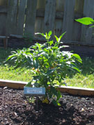 Golden Cayenne