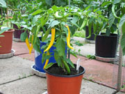 Golden Cayenne