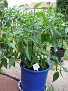Golden Cayenne