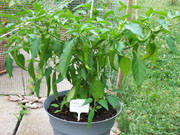 Golden Cayenne