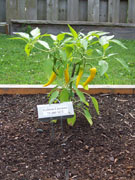 Golden Cayenne