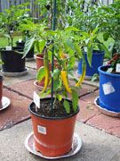 Golden Cayenne