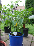 Golden Cayenne