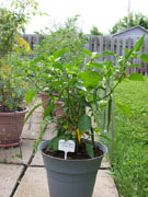 Golden Cayenne