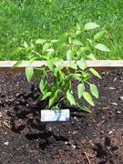 Golden Cayenne