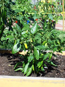 Golden Cayenne
