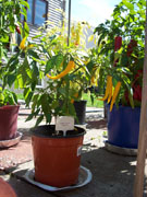Golden Cayenne