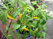 Golden Cayenne