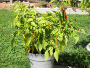 Golden Cayenne