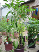 Cayenne Joe's Long