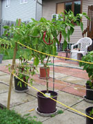Cayenne Joe's Long