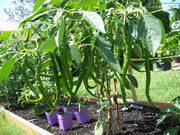 Cayenne Joe's Long