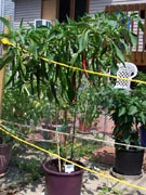 Cayenne Joe's Long