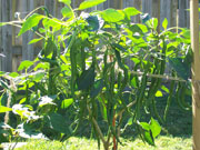Cayenne Joe's Long