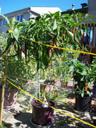 Cayenne Joe's Long