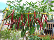 Cayenne Joe's Long