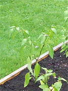 Cayenne Joe's Long