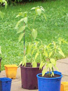 Cayenne Joe's Long