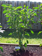 Cayenne Joe's Long